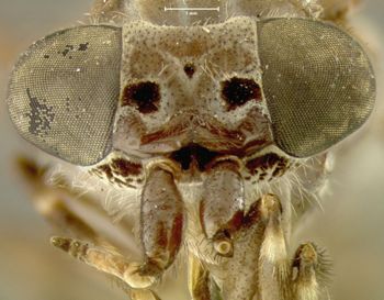 Media type: image;   Entomology 7515 Aspect: head frontal view